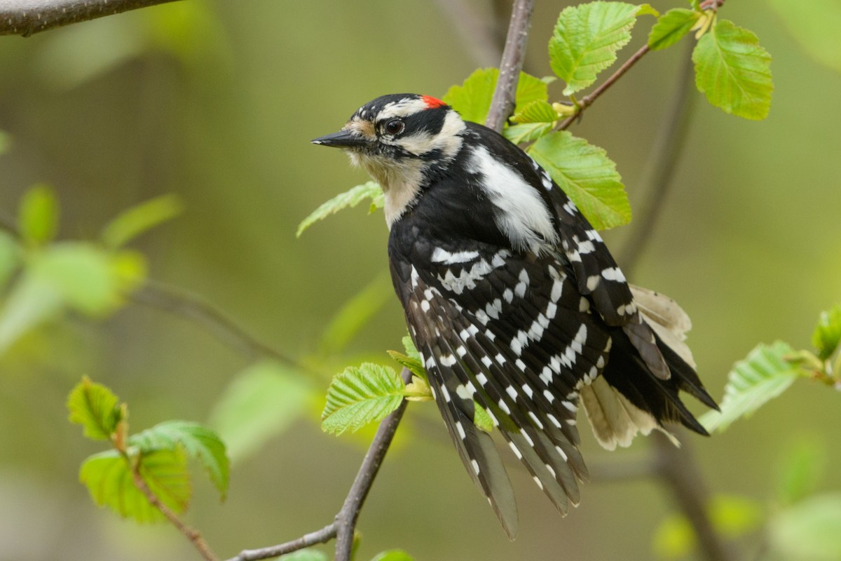 Downy Woodpecker - Jeremiah Fisher