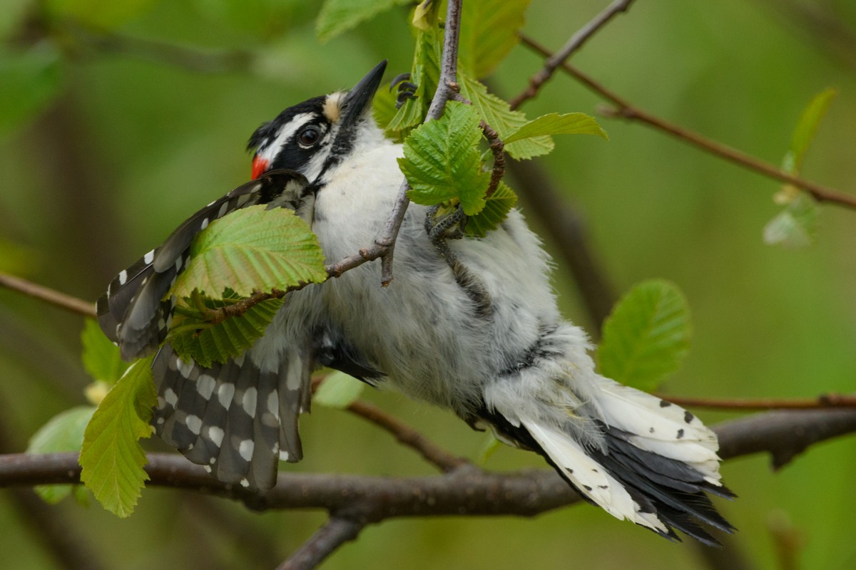 Downy Woodpecker - Jeremiah Fisher