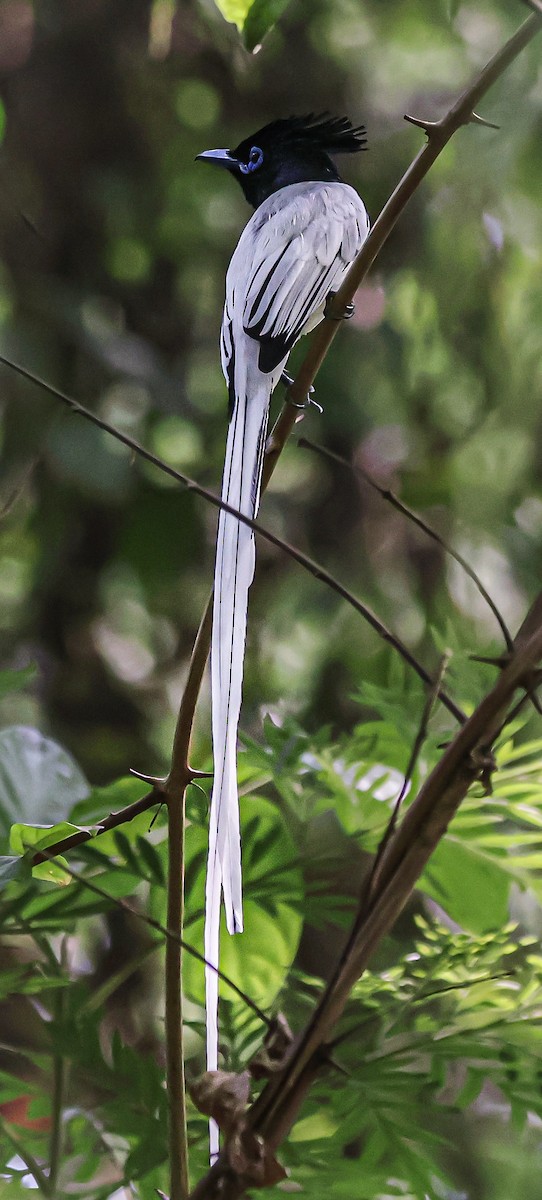 Indian Paradise-Flycatcher - Sanjay Gupta