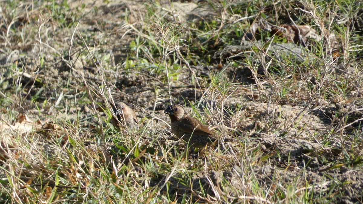 Scaly-breasted Munia - Morgan Pickering