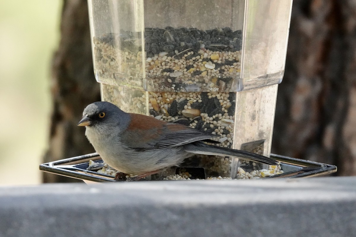 Yellow-eyed Junco - Gilbert Bouchard