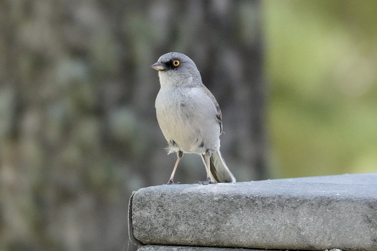 Yellow-eyed Junco - Gilbert Bouchard