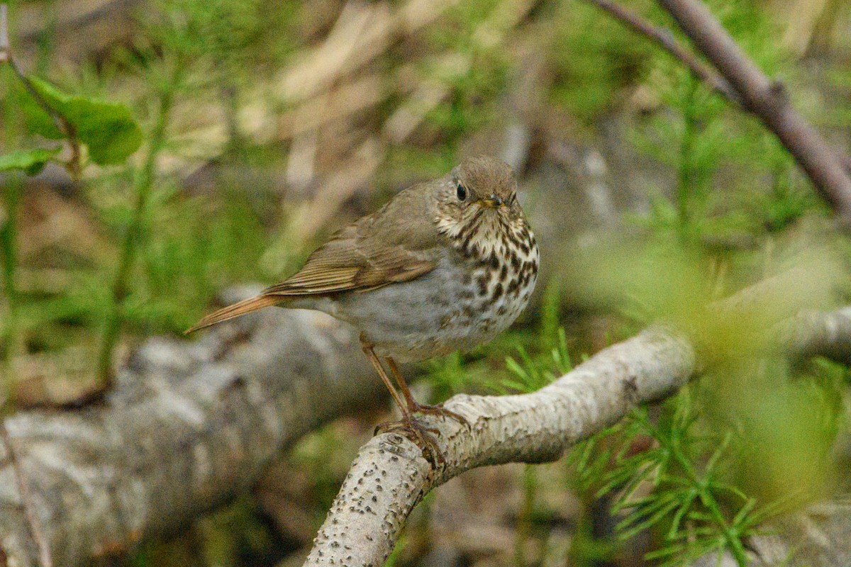 Hermit Thrush - Jeremiah Fisher