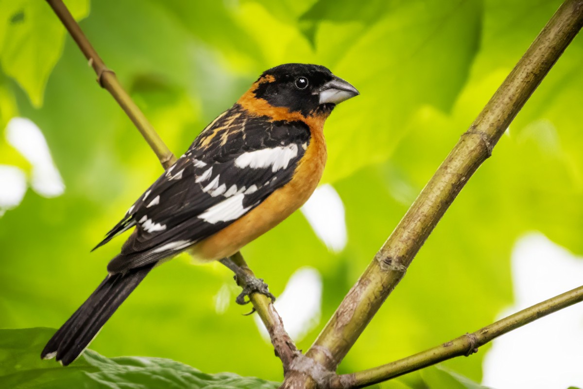 Black-headed Grosbeak - John Gordon