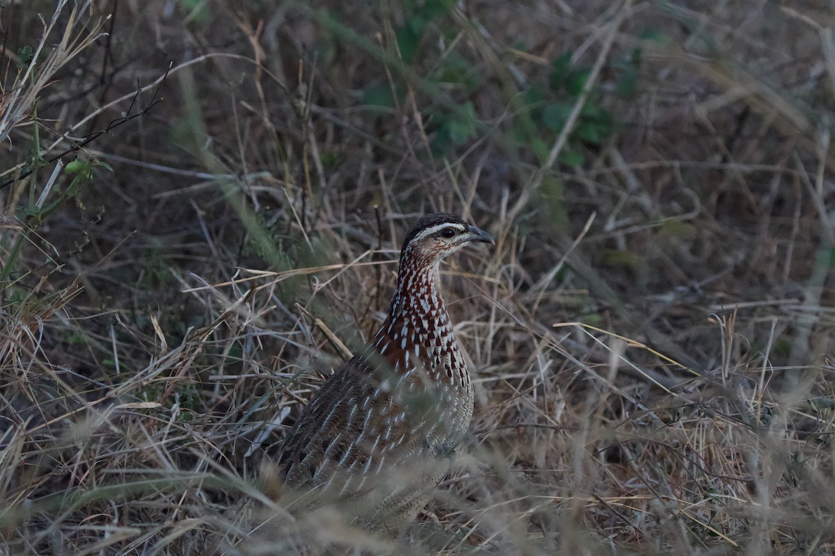Crested Francolin - Nick Leiby
