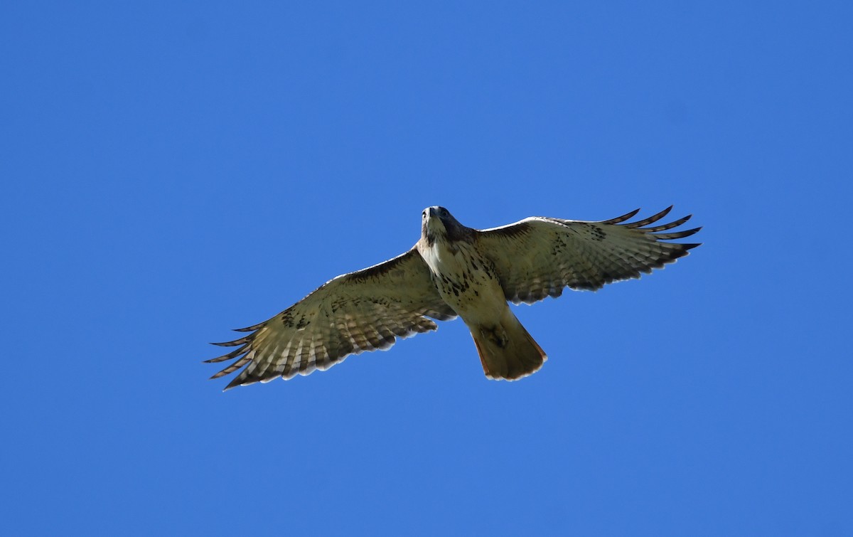 Red-tailed Hawk - Chaiby Leiman
