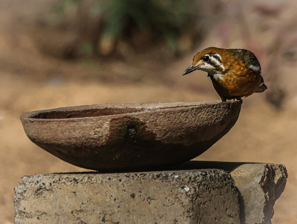 Orange-headed Thrush - Sanjay Gupta