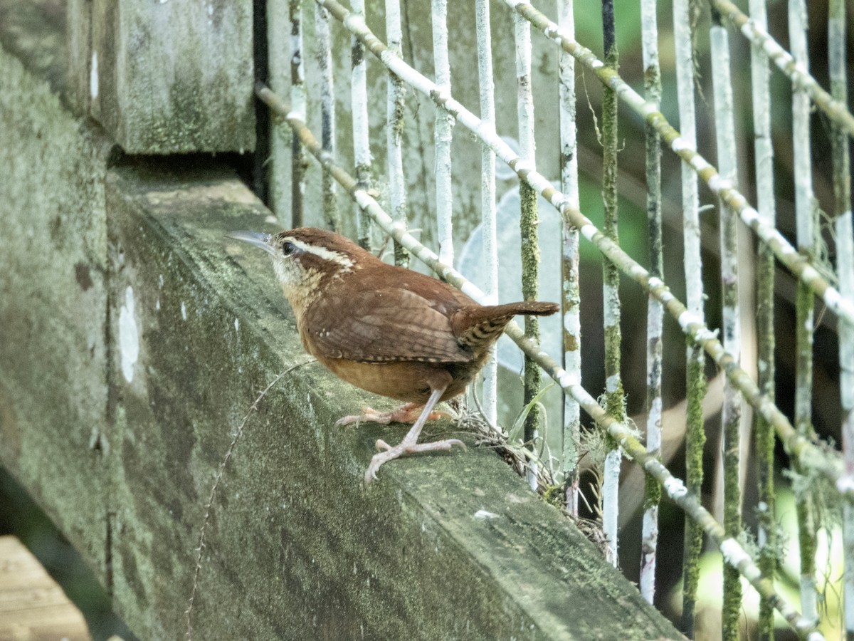 Carolina Wren - Mark Penkower