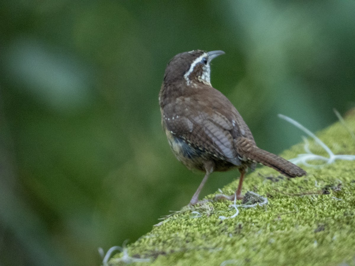 Carolina Wren - Mark Penkower