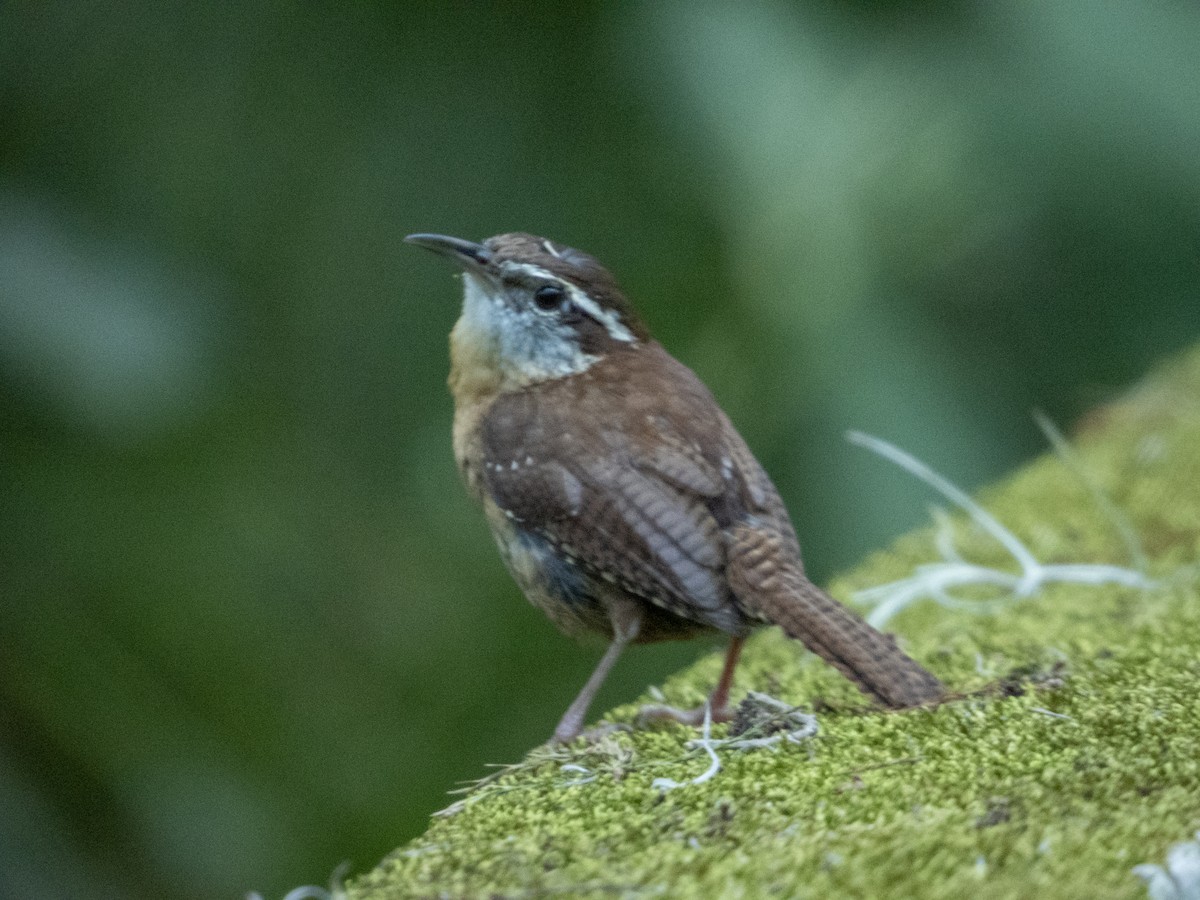 Carolina Wren - Mark Penkower