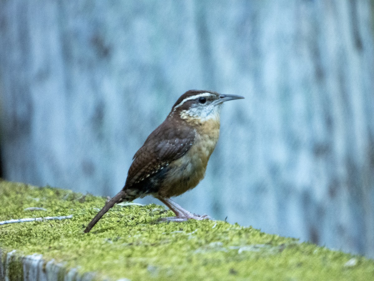 Carolina Wren - Mark Penkower