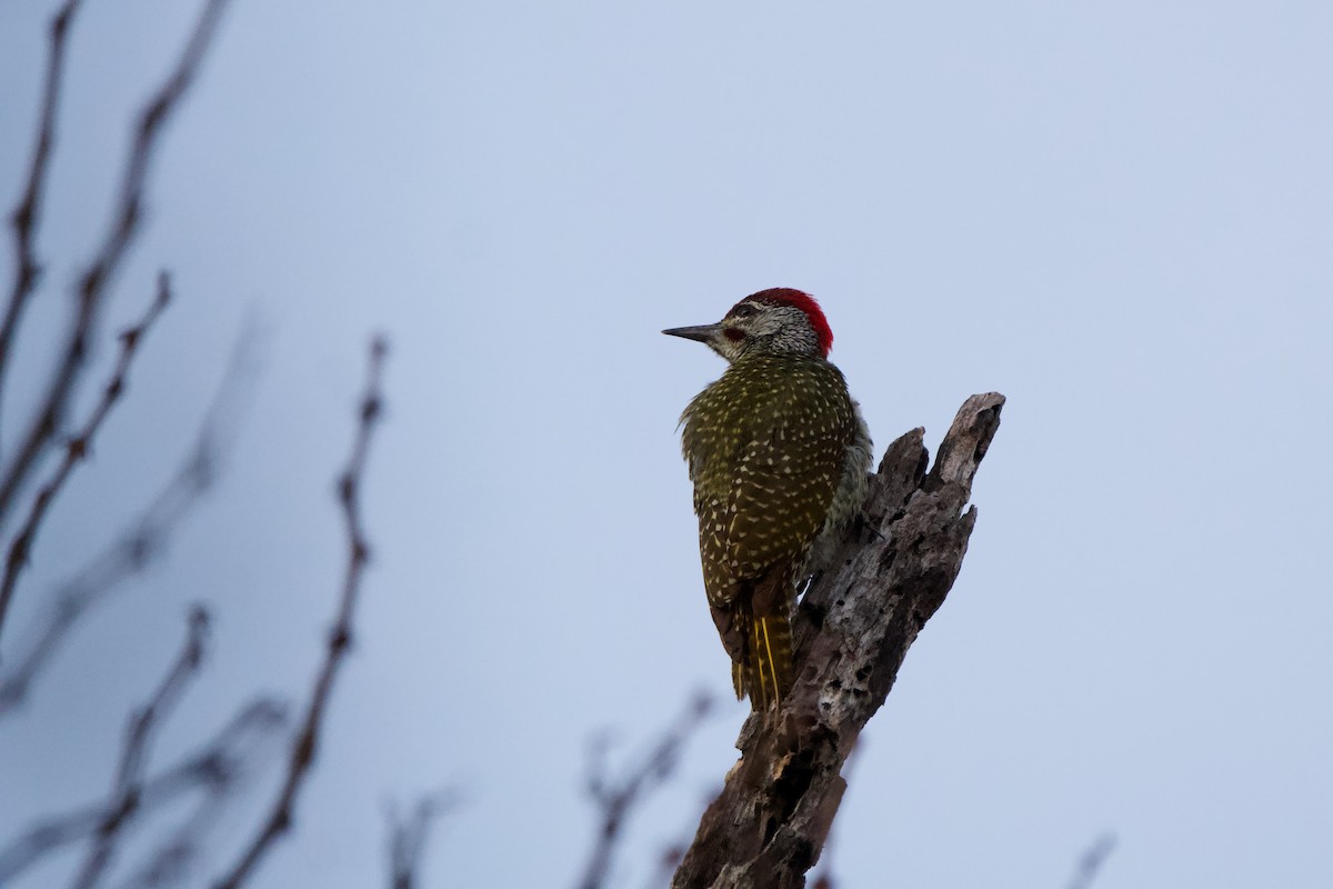 Golden-tailed Woodpecker - Nick Leiby