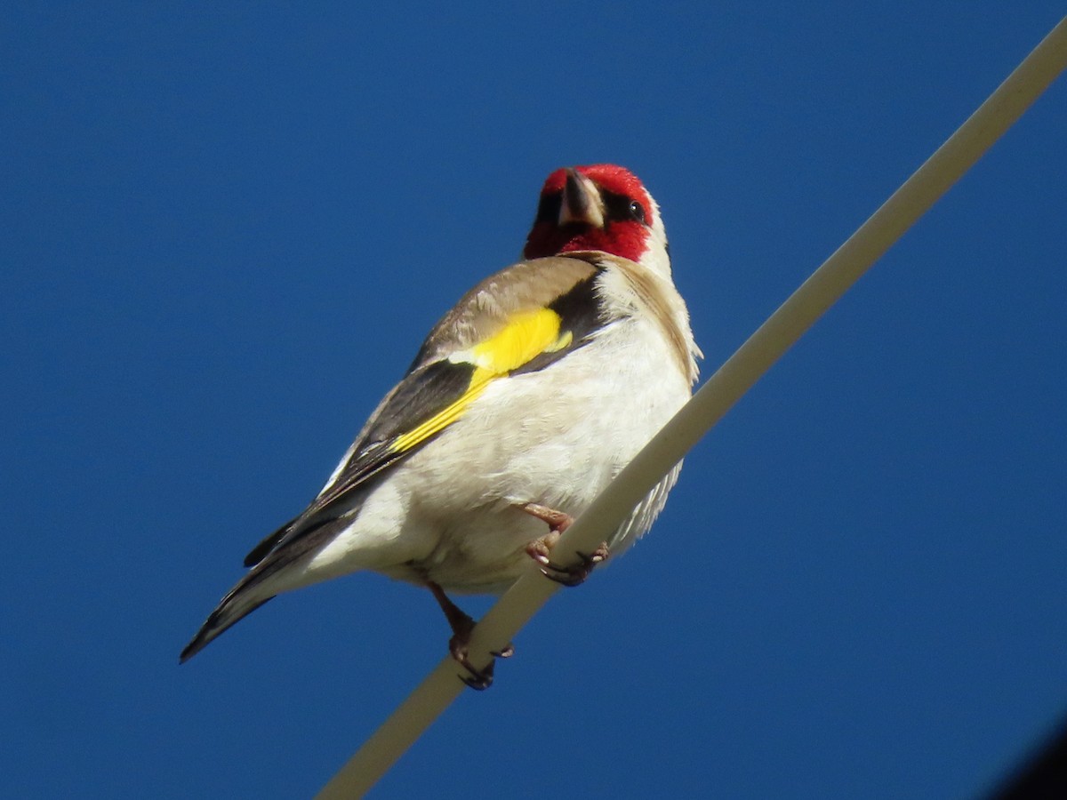 European Goldfinch - Kseniia Marianna Prondzynska