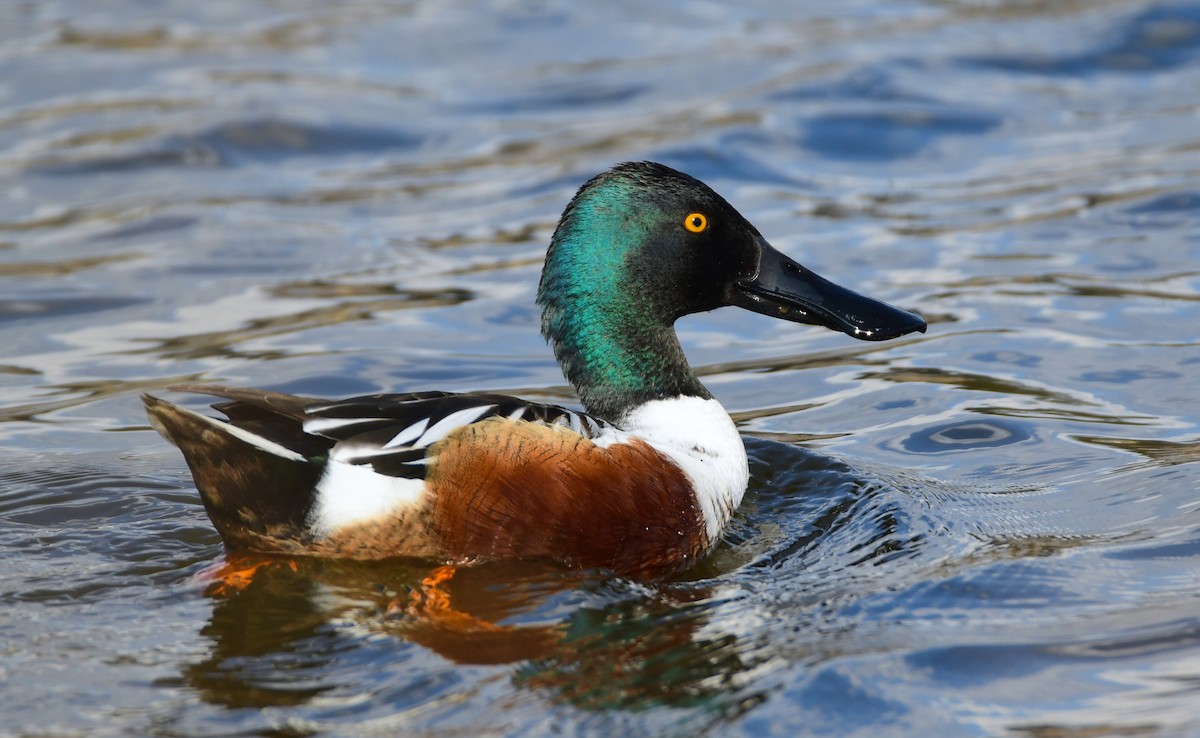 Northern Shoveler - Chaiby Leiman