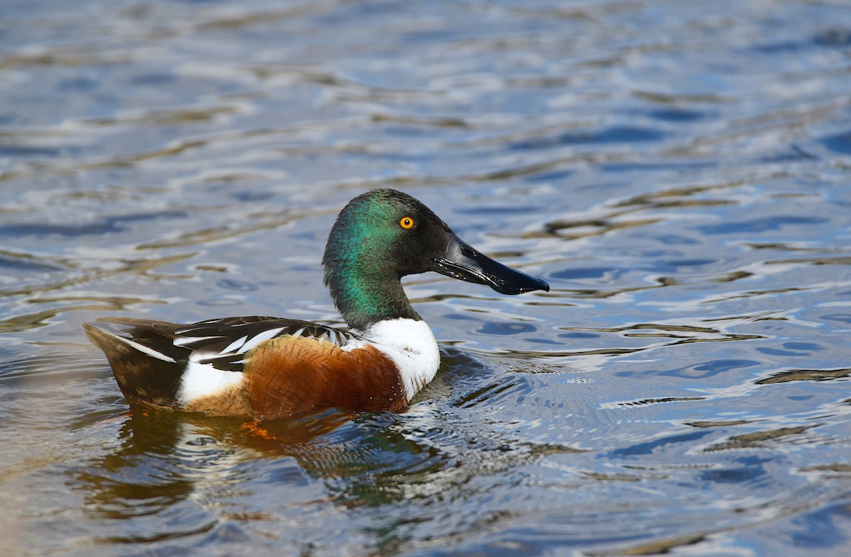 Northern Shoveler - Chaiby Leiman