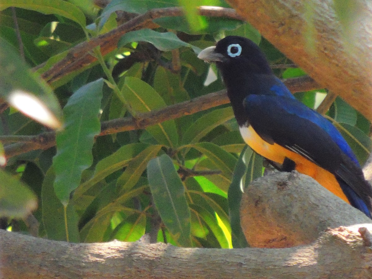 Black-headed Trogon - Roger Lambert