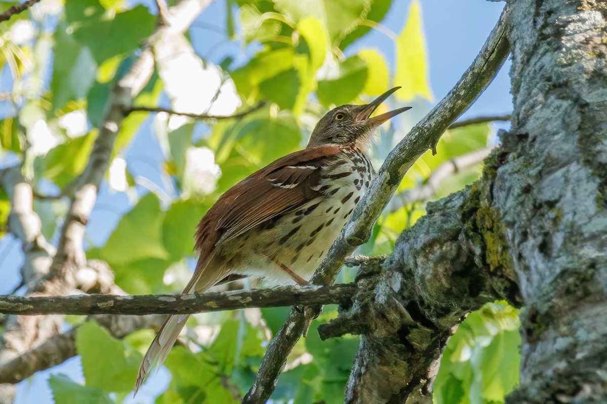 Brown Thrasher - Samuel Schmidt