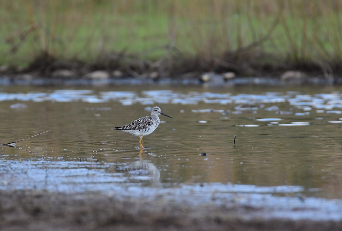 Greater Yellowlegs - Chaiby Leiman