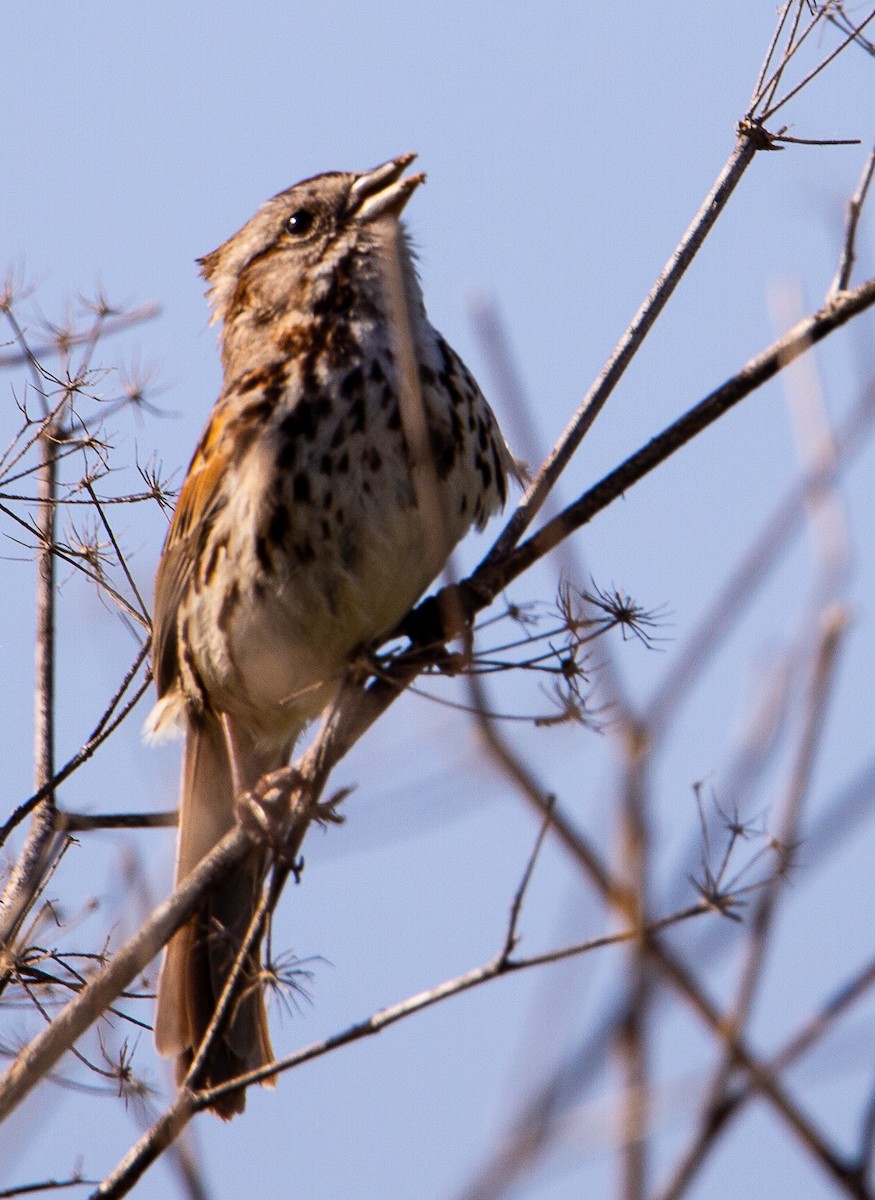 Song Sparrow - Betsy Mooney