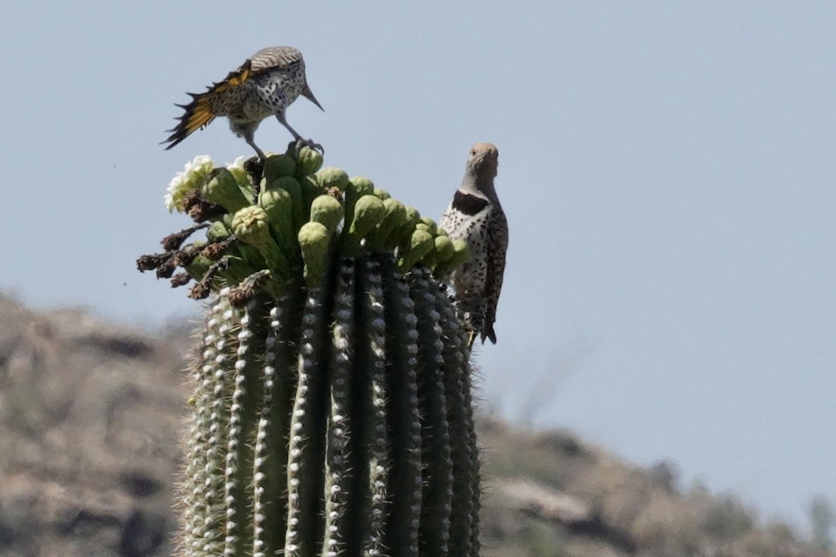 Gilded Flicker - Gilbert Bouchard