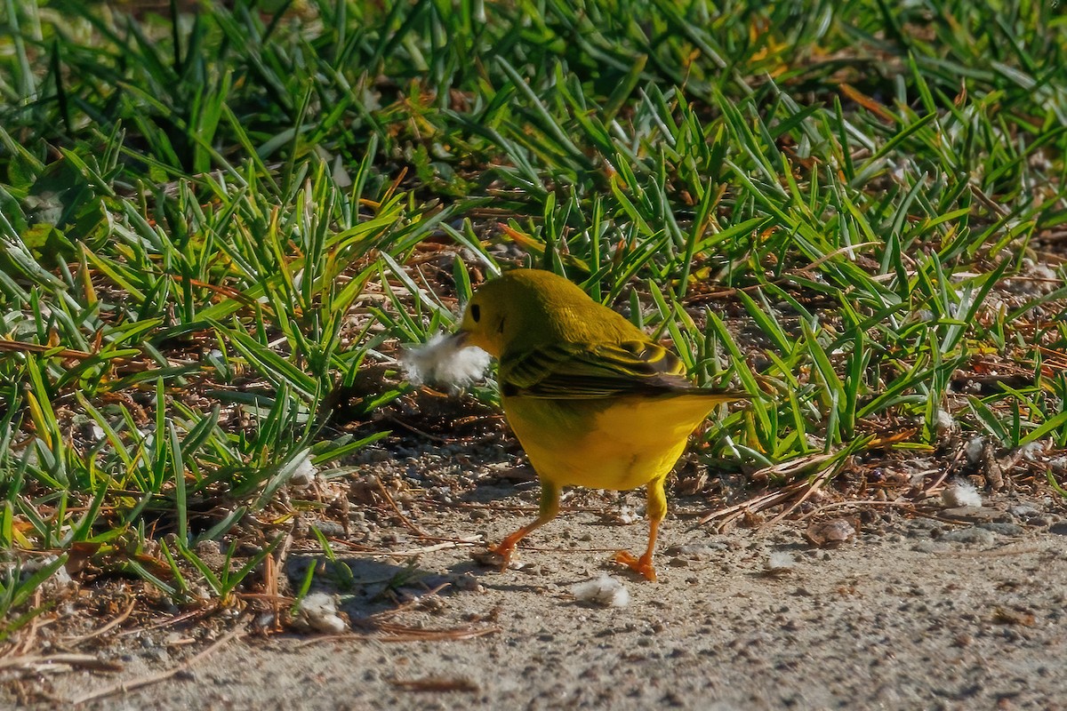 Yellow Warbler - Samuel Schmidt