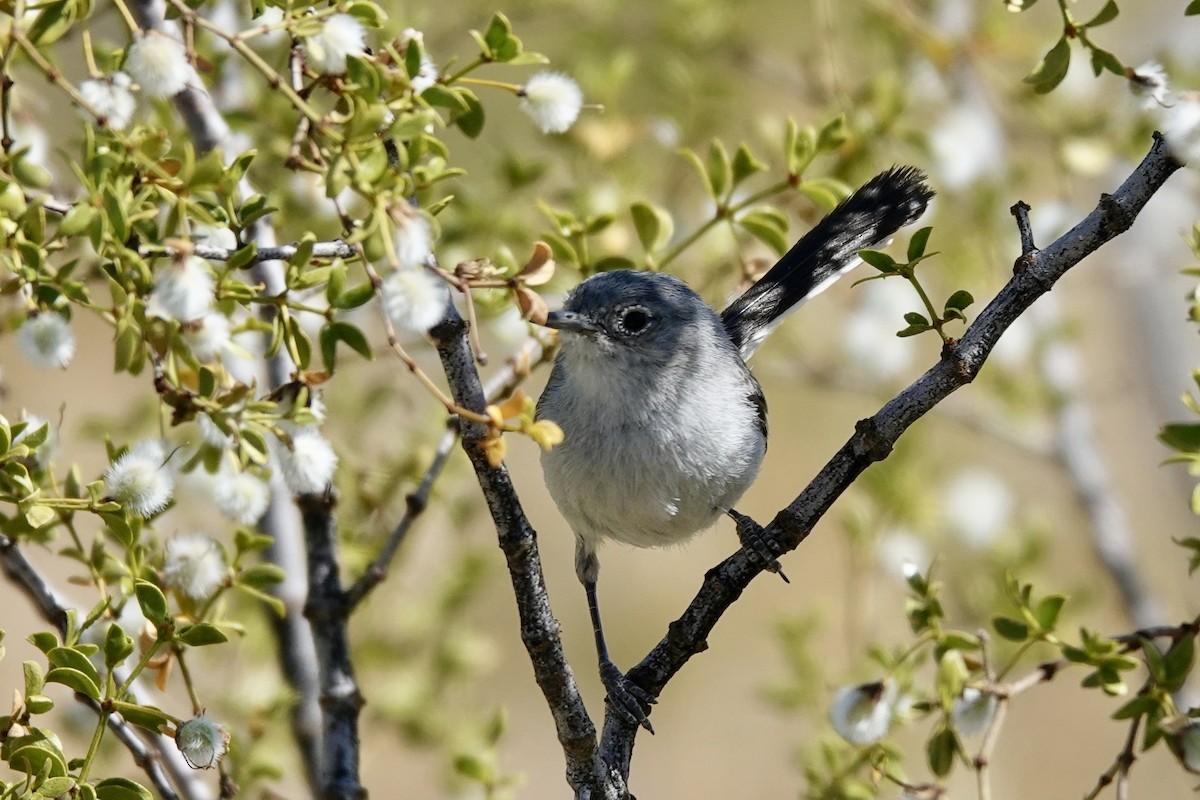 Black-tailed Gnatcatcher - Gilbert Bouchard