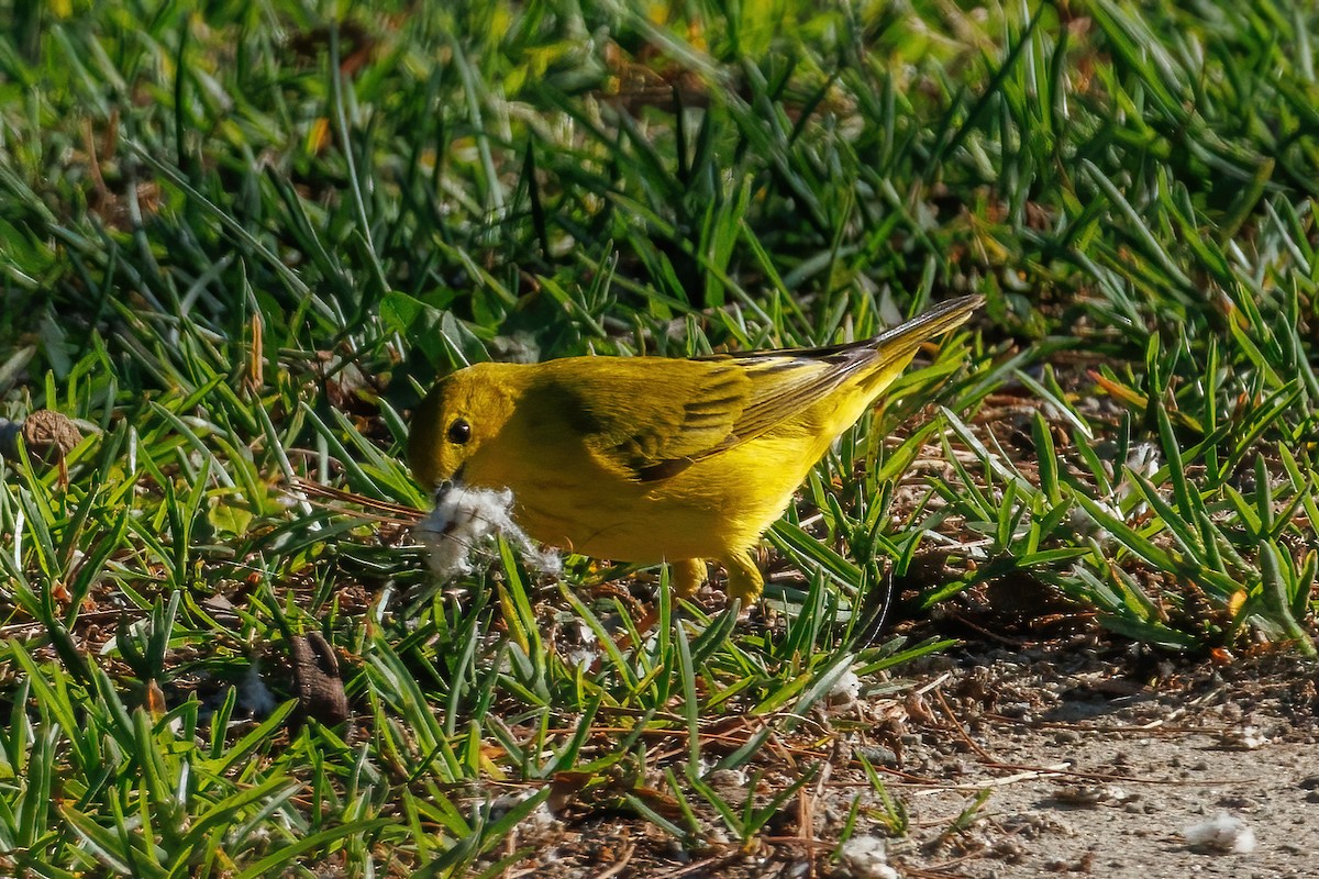 Yellow Warbler - Samuel Schmidt