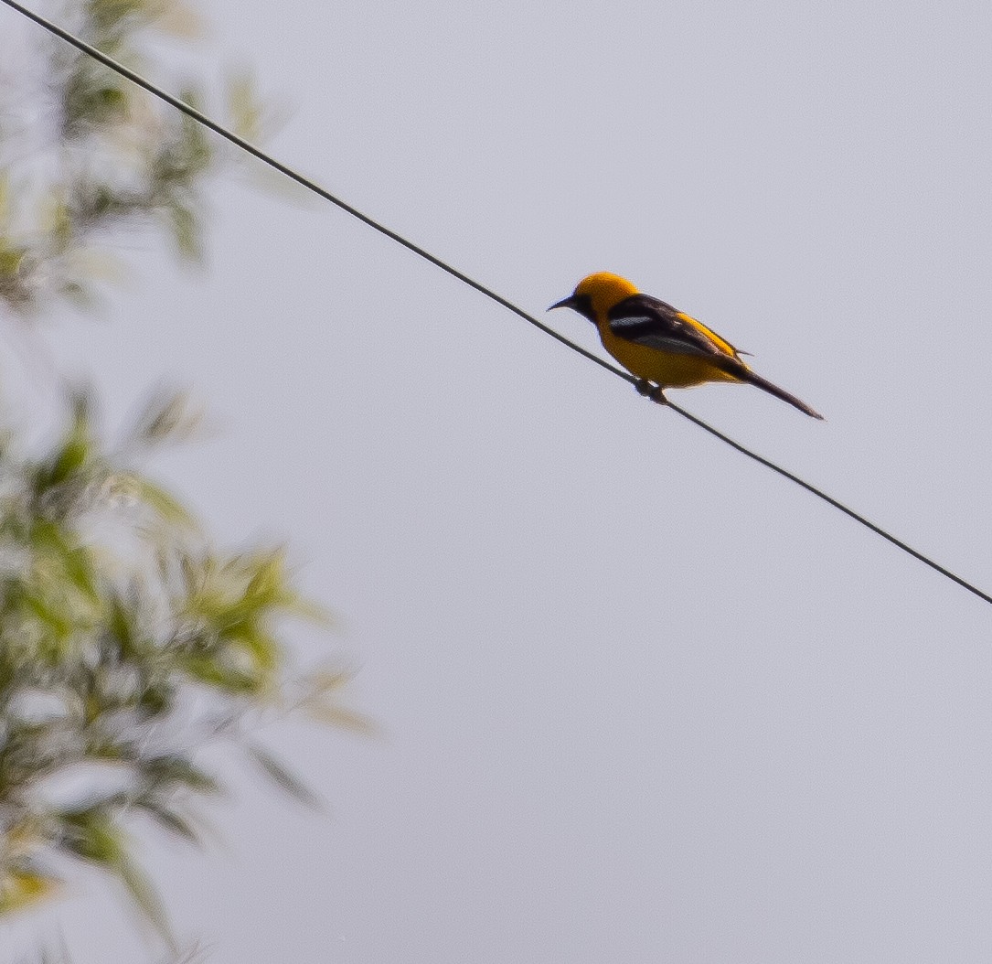 Hooded Oriole - Betsy Mooney