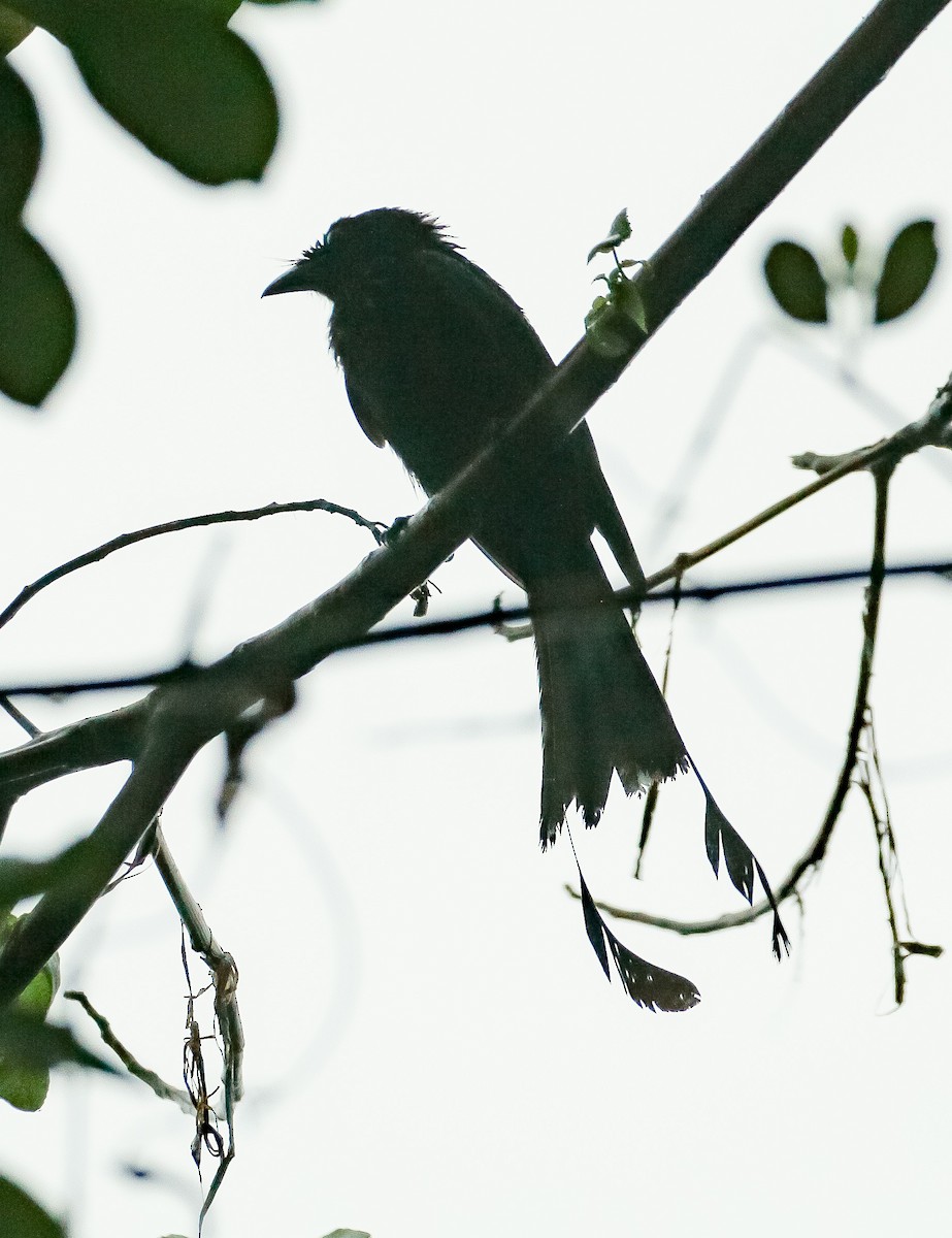 Greater Racket-tailed Drongo - Neoh Hor Kee