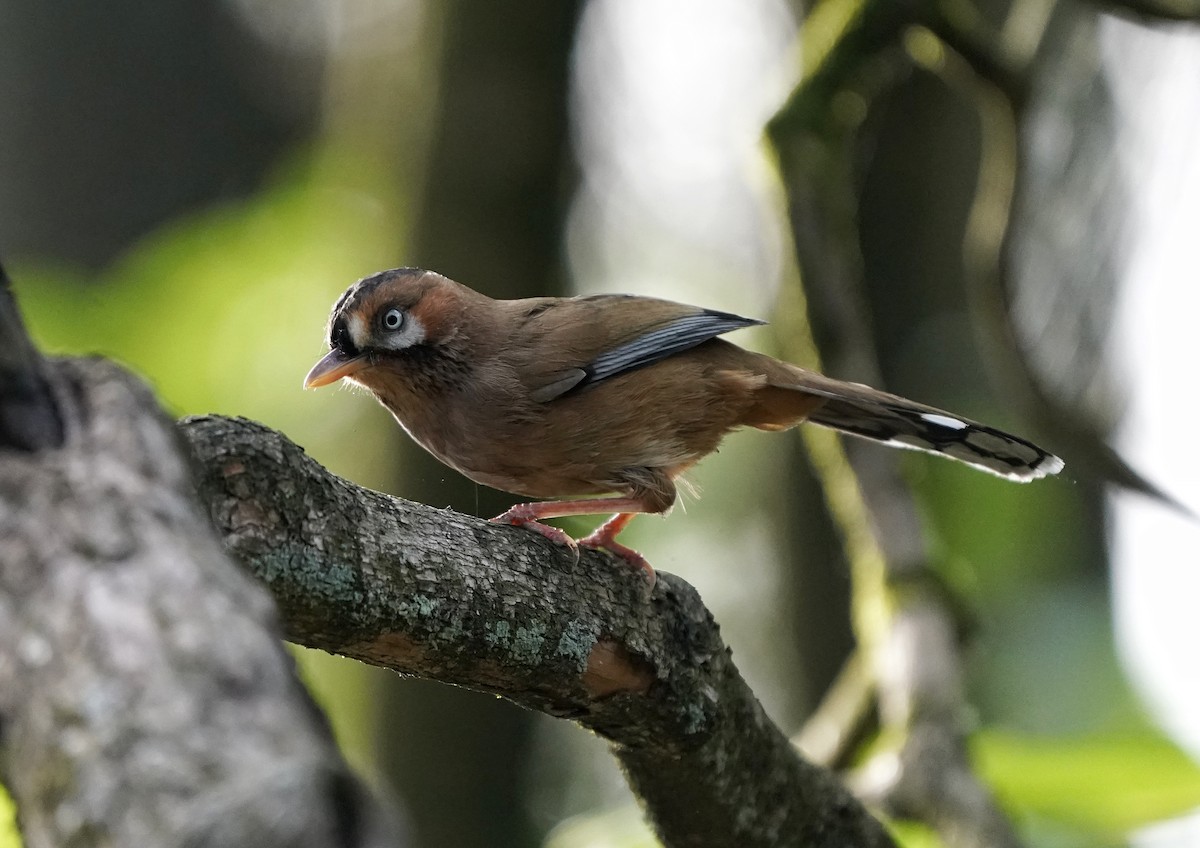 Moustached Laughingthrush (Eastern) - ML619475299
