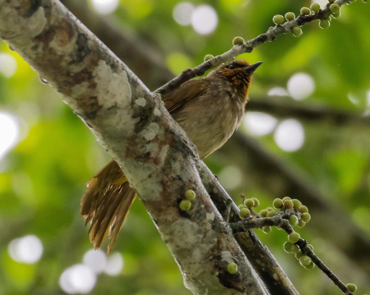 Stripe-throated Bulbul - Neoh Hor Kee