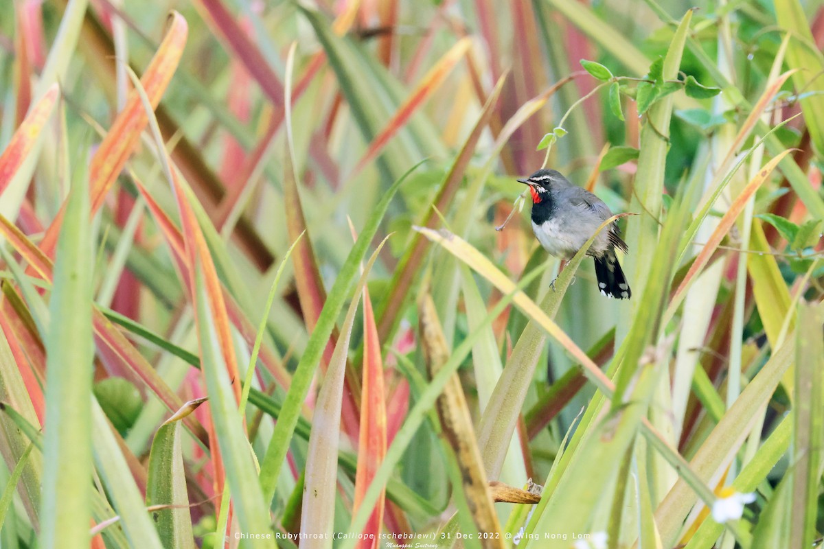 Chinese Rubythroat - Muangpai Suetrong