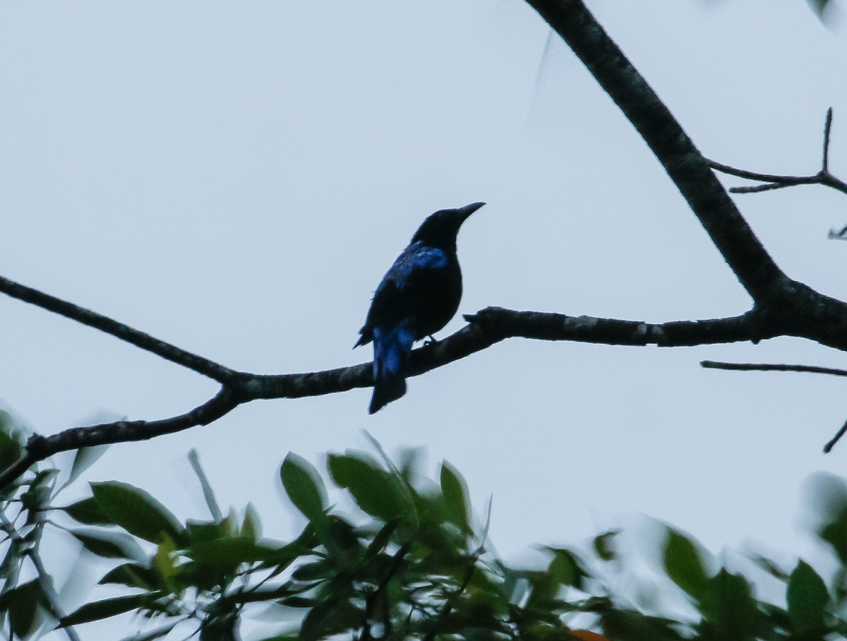 Asian Fairy-bluebird - Neoh Hor Kee