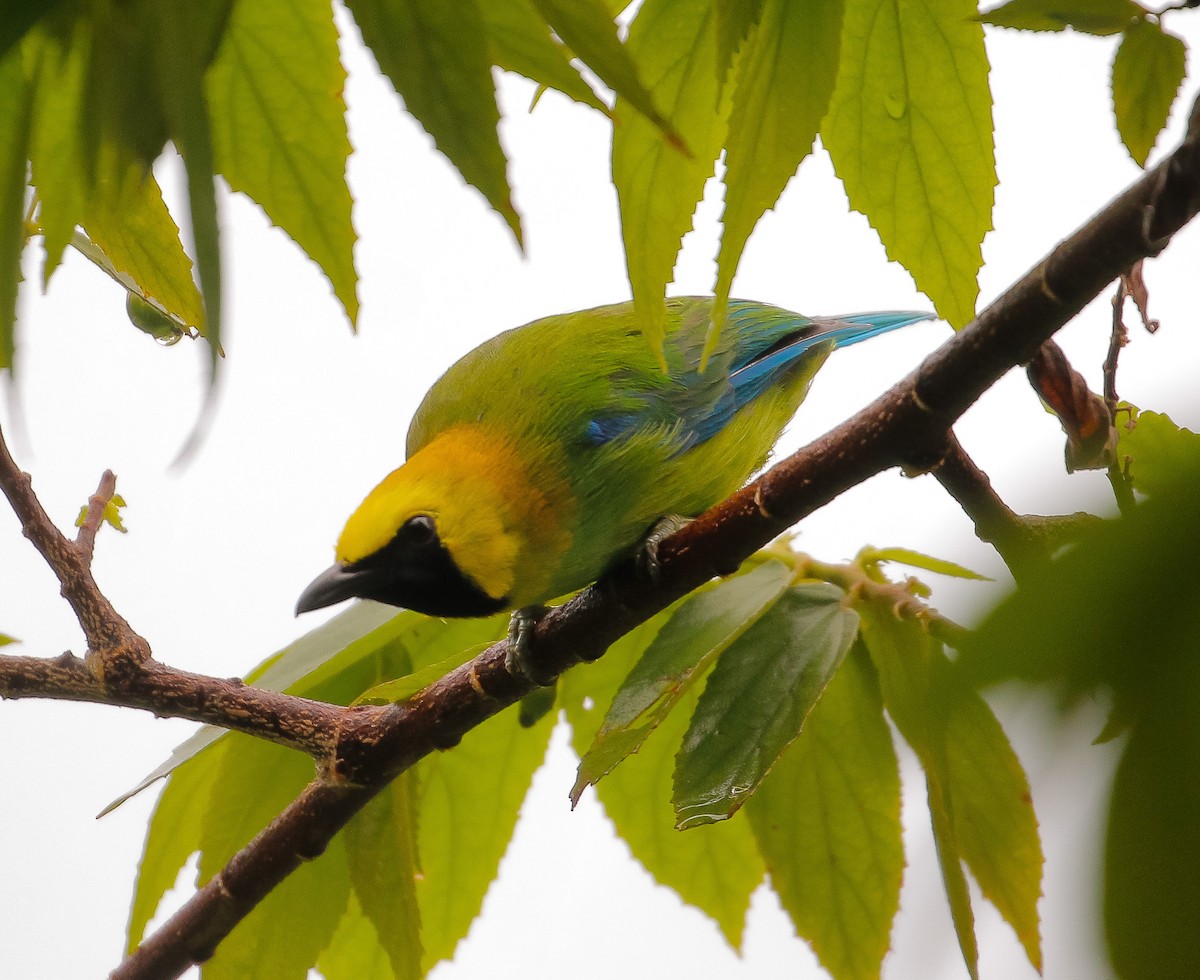 Blue-winged Leafbird - Neoh Hor Kee