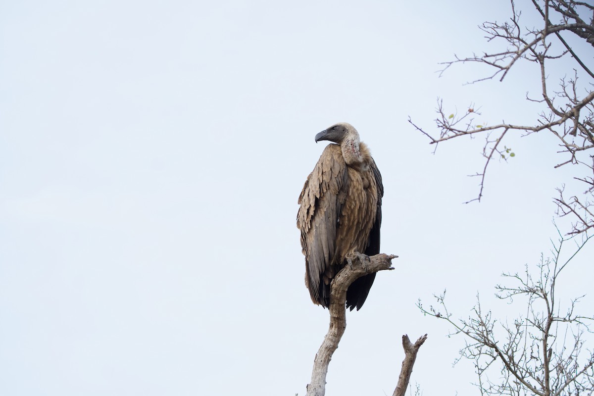 White-backed Vulture - Nick Leiby