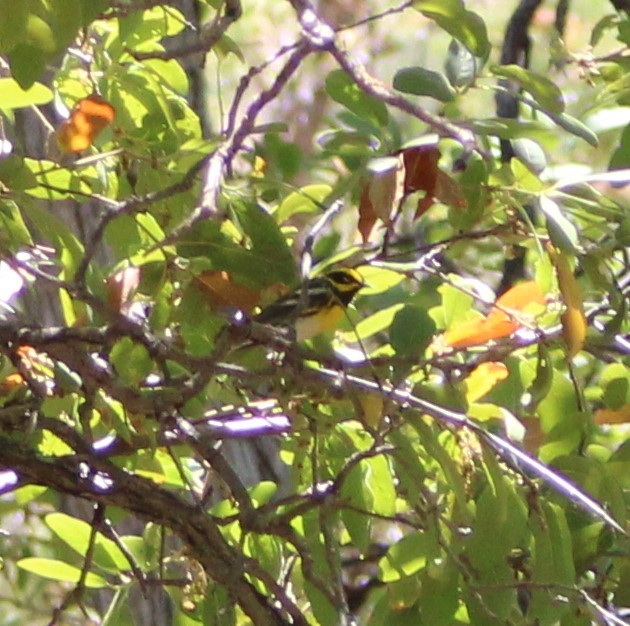 Townsend's Warbler - Marsha Painter