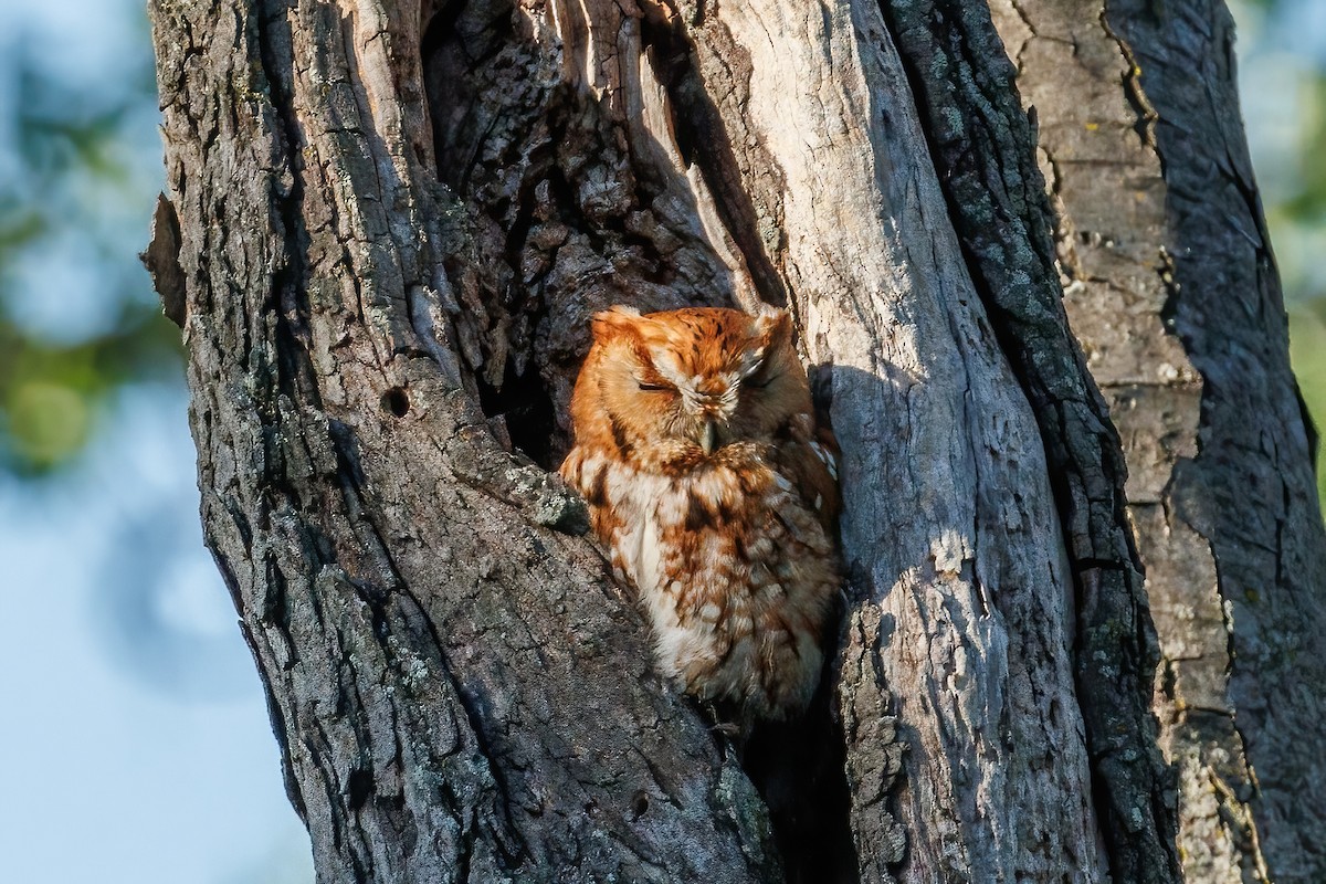 Eastern Screech-Owl - Samuel Schmidt