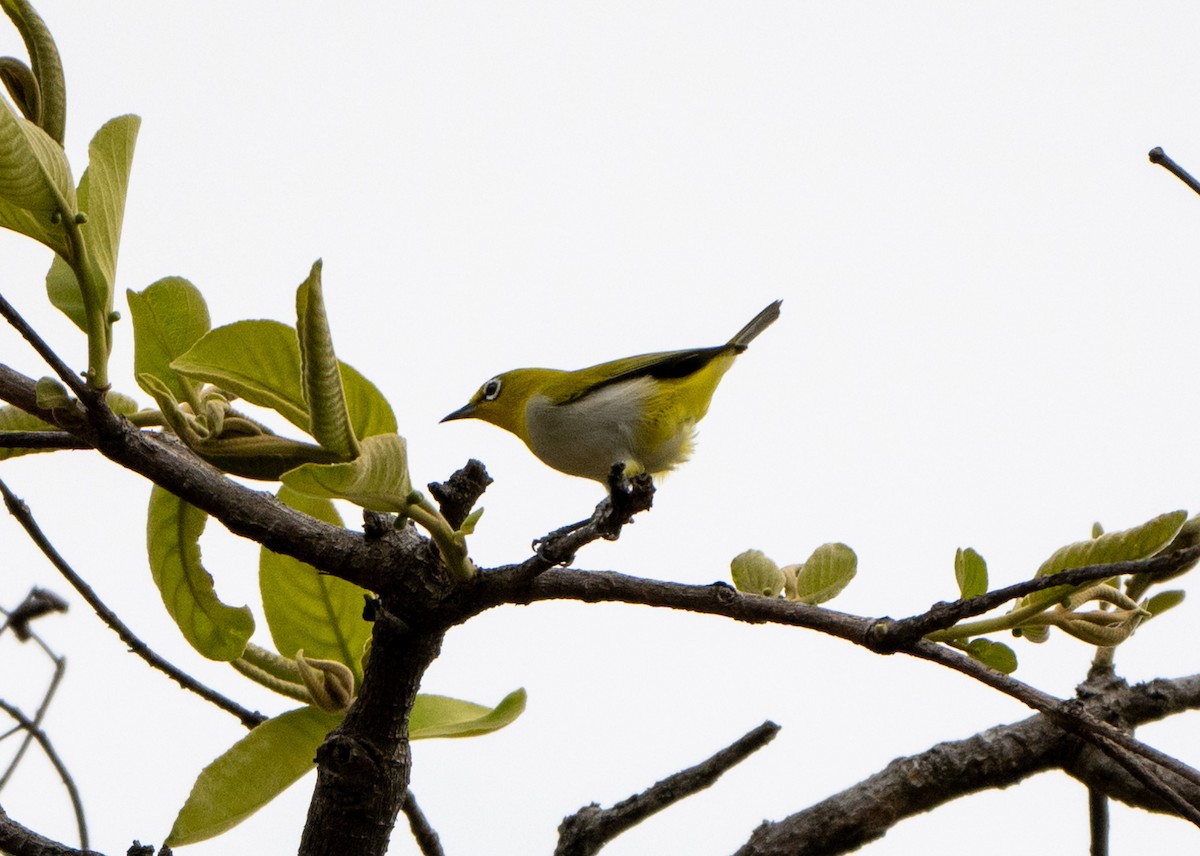 Indian White-eye - Jagdish Jatiya