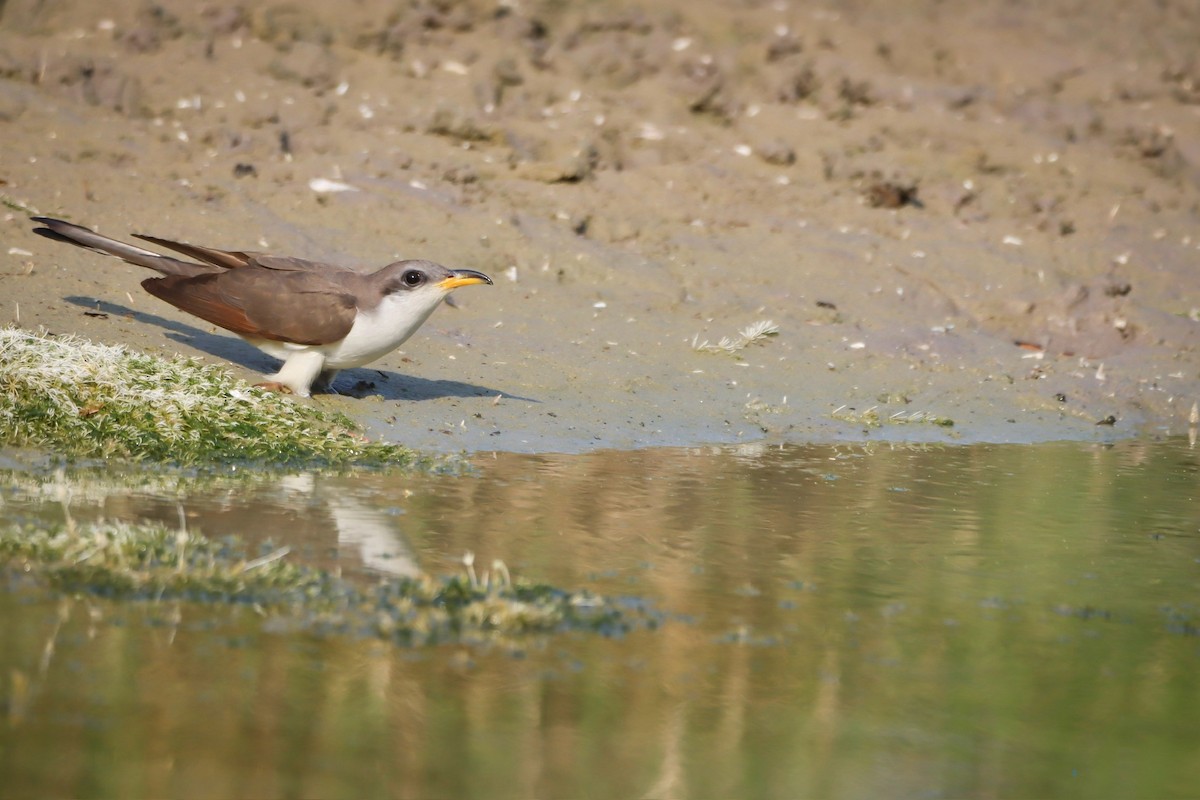 Yellow-billed Cuckoo - Amanda Aman