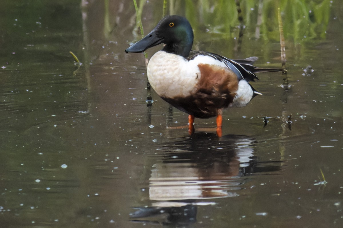 Northern Shoveler - Stanislav Cherepushkin