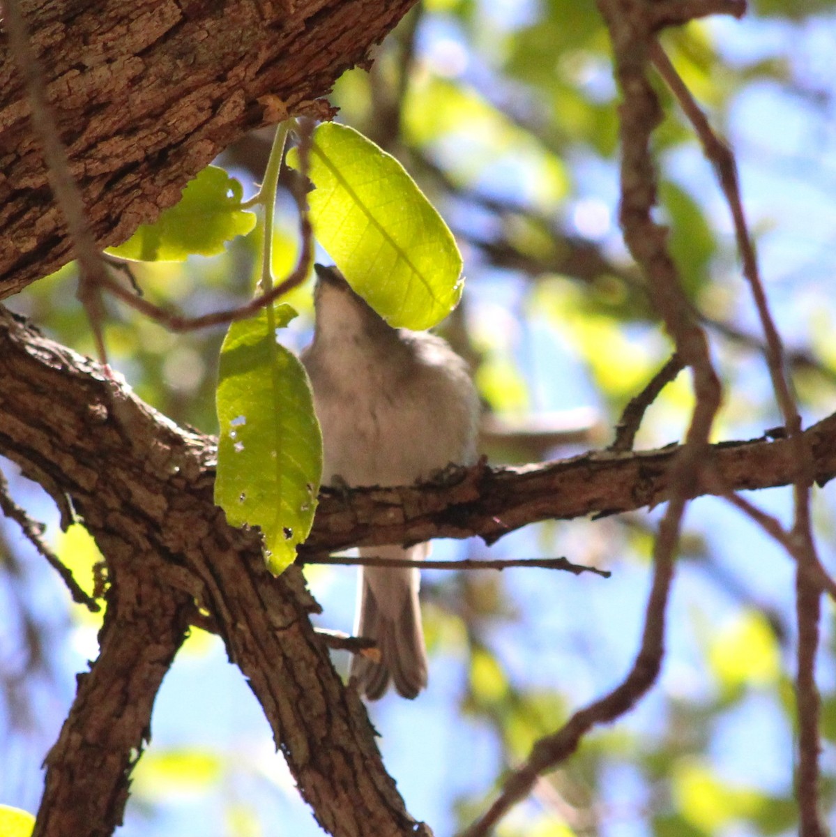 Plumbeous Vireo - Marsha Painter