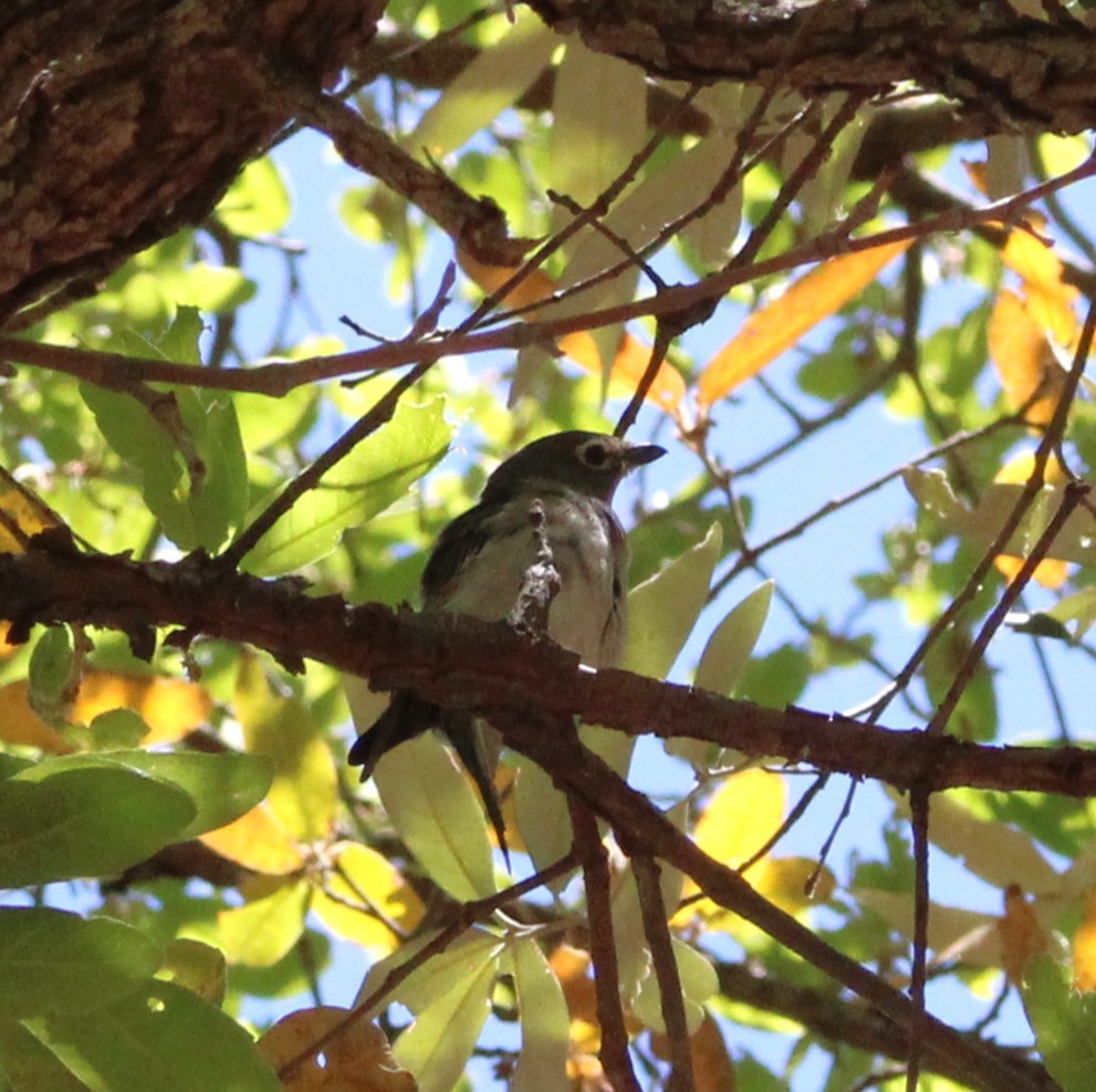 Plumbeous Vireo - Marsha Painter