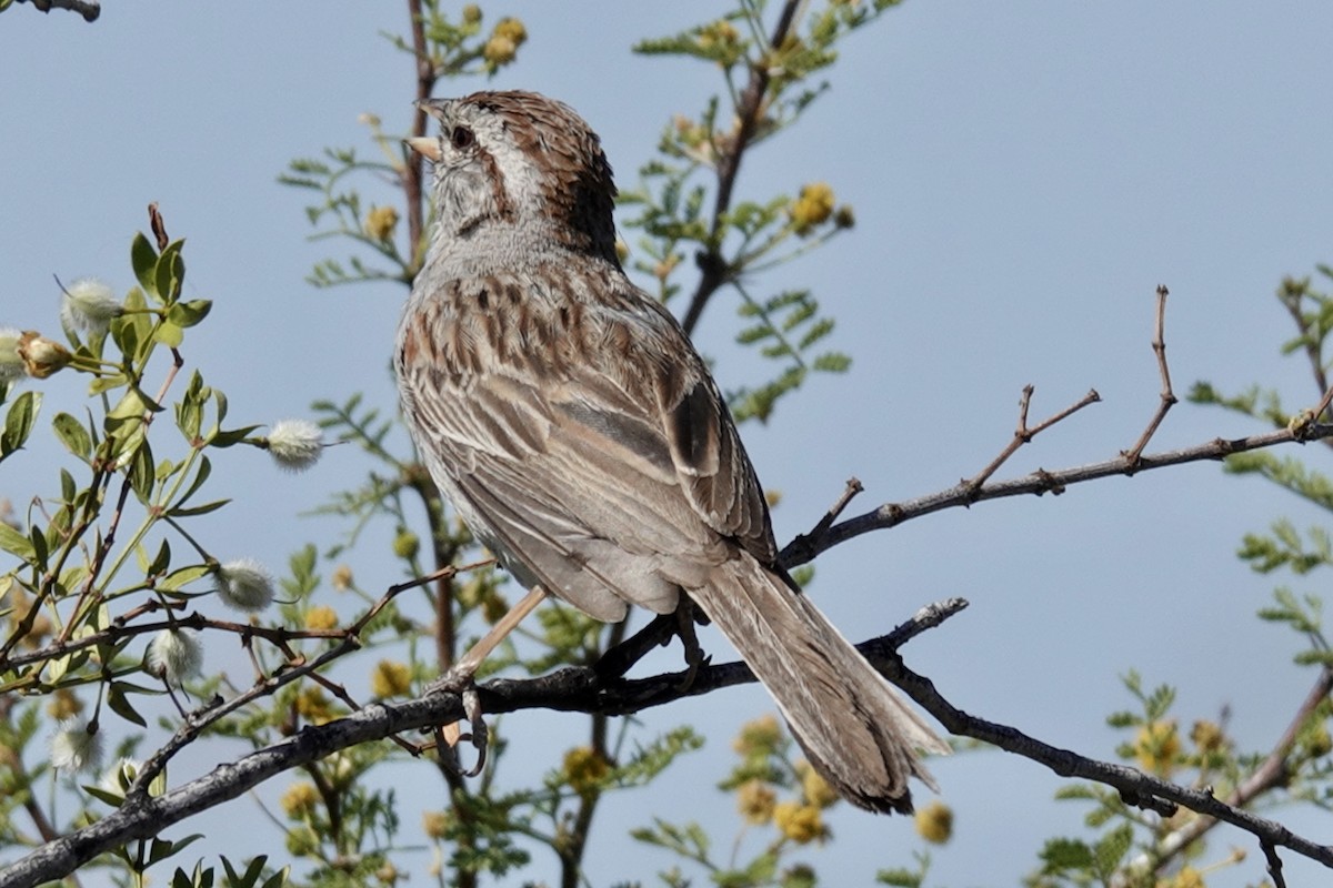 Rufous-winged Sparrow - Gilbert Bouchard