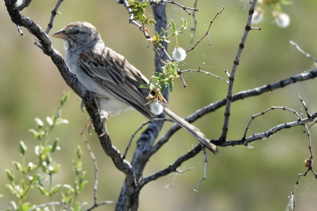 Rufous-winged Sparrow - Gilbert Bouchard