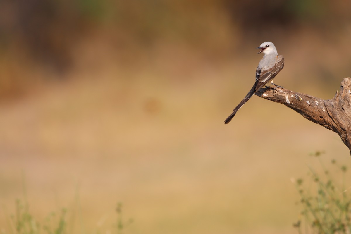 Scissor-tailed Flycatcher - Amanda Aman