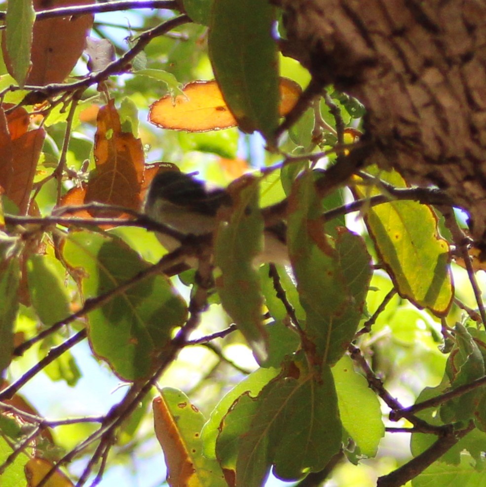 Plumbeous Vireo - Marsha Painter