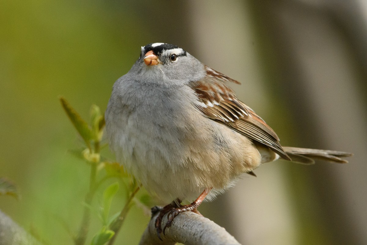 White-crowned Sparrow - Jeremiah Fisher