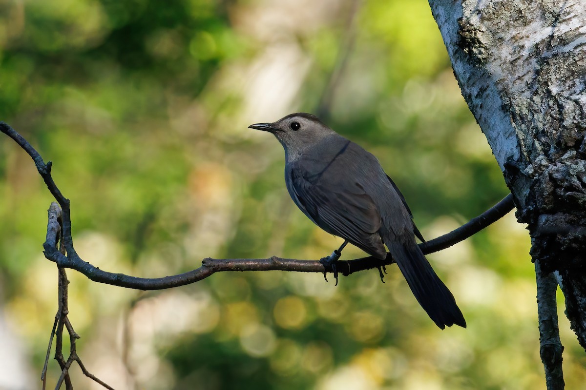 Gray Catbird - Samuel Schmidt