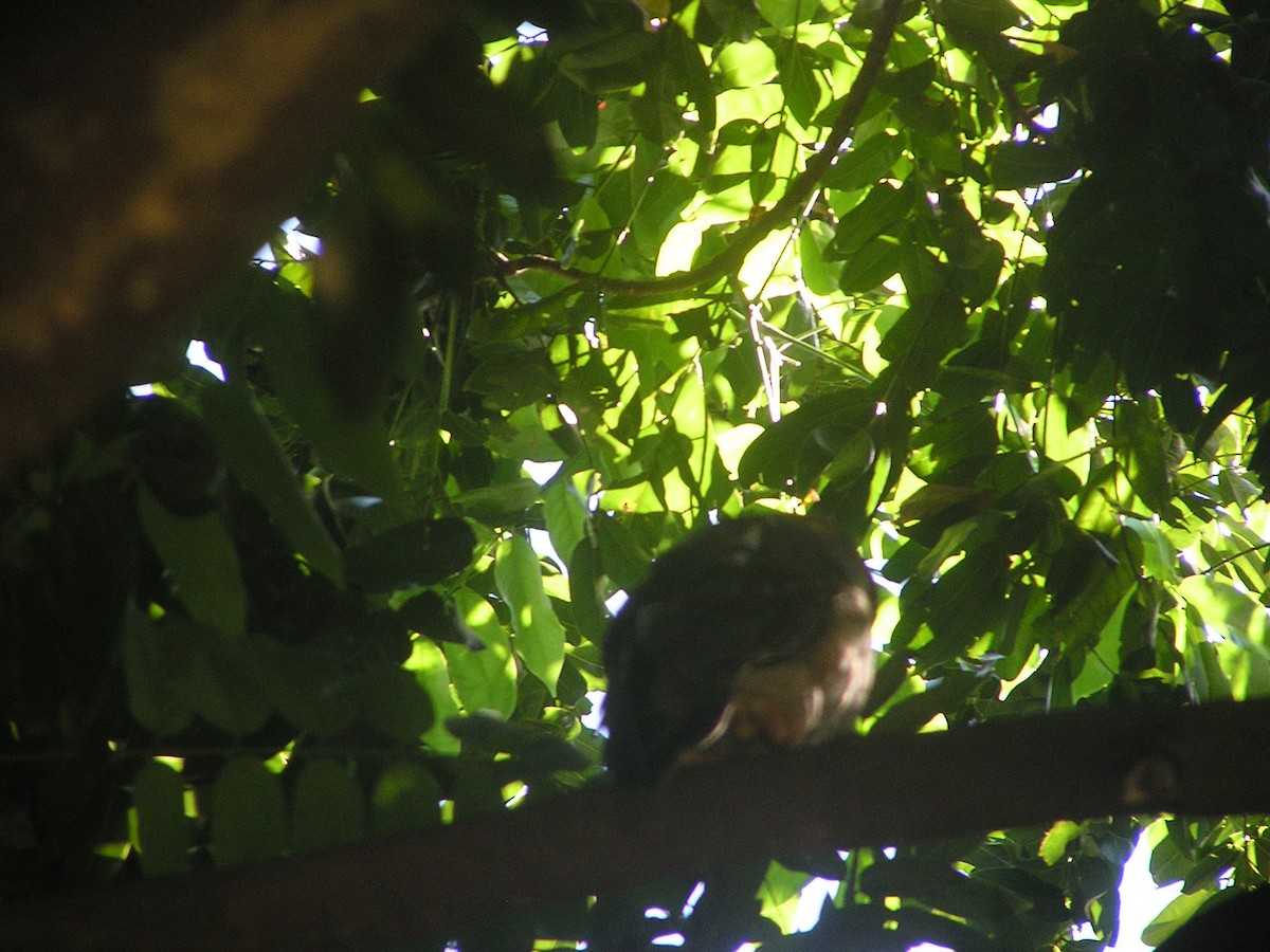 Barking Owl - ML619475343