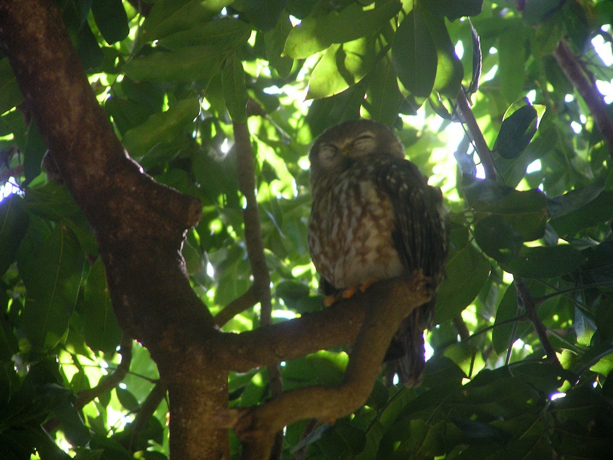 Barking Owl - ML619475345